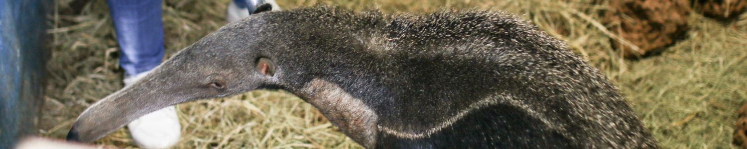 Tamanduá-bandeira reabilitado na PUC Minas Poços de Caldas é reinserido na natureza 